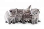 Pronuncia inglese di FOUR CATS